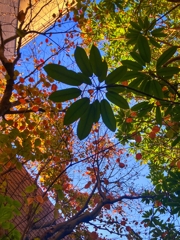 スマホで垣間見る空