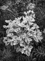 Monochrome