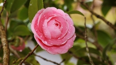 雨の日の乙女.2