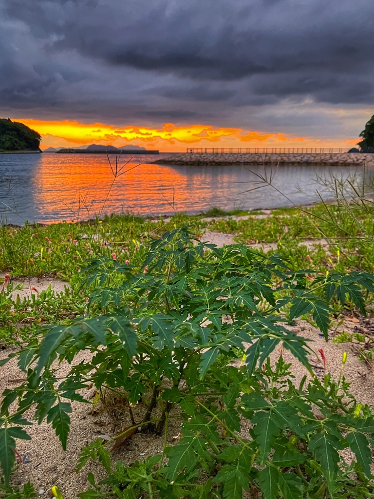 砂浜で育つ逞しいヤツ