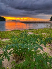 砂浜で育つ逞しいヤツ