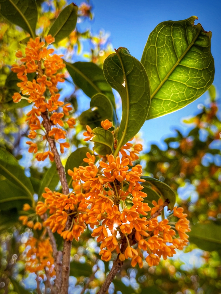 最盛期を迎えたキンモクセイ
