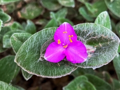 シラゲツユクサ