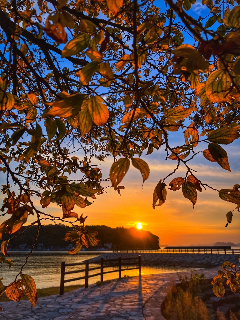 透過光：縦バージョン