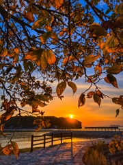 透過光：縦バージョン