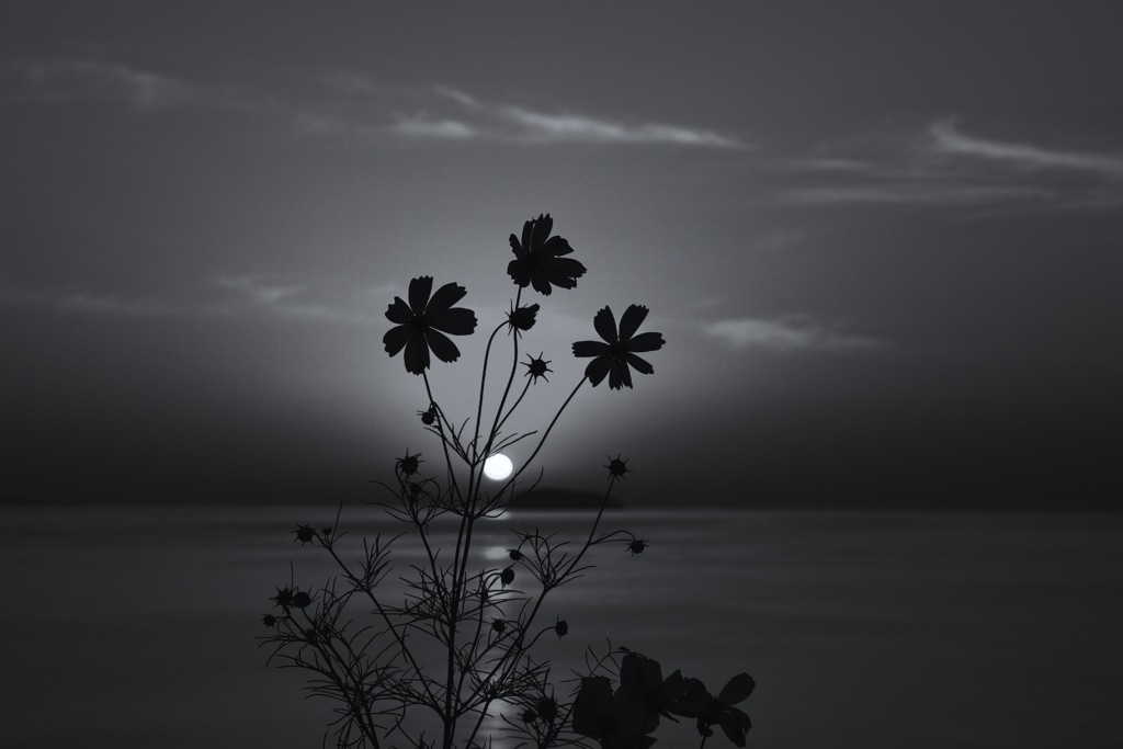 シルエット.2のモノクロバージョン