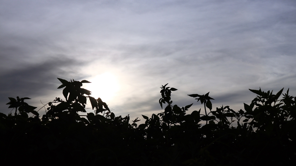 雑草のシルエット