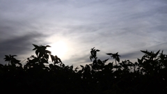 雑草のシルエット