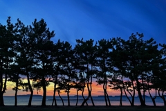 松林越しの夕景