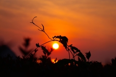 雑草のシルエット