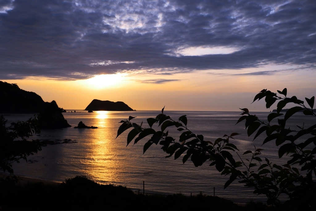 桜のシルエット