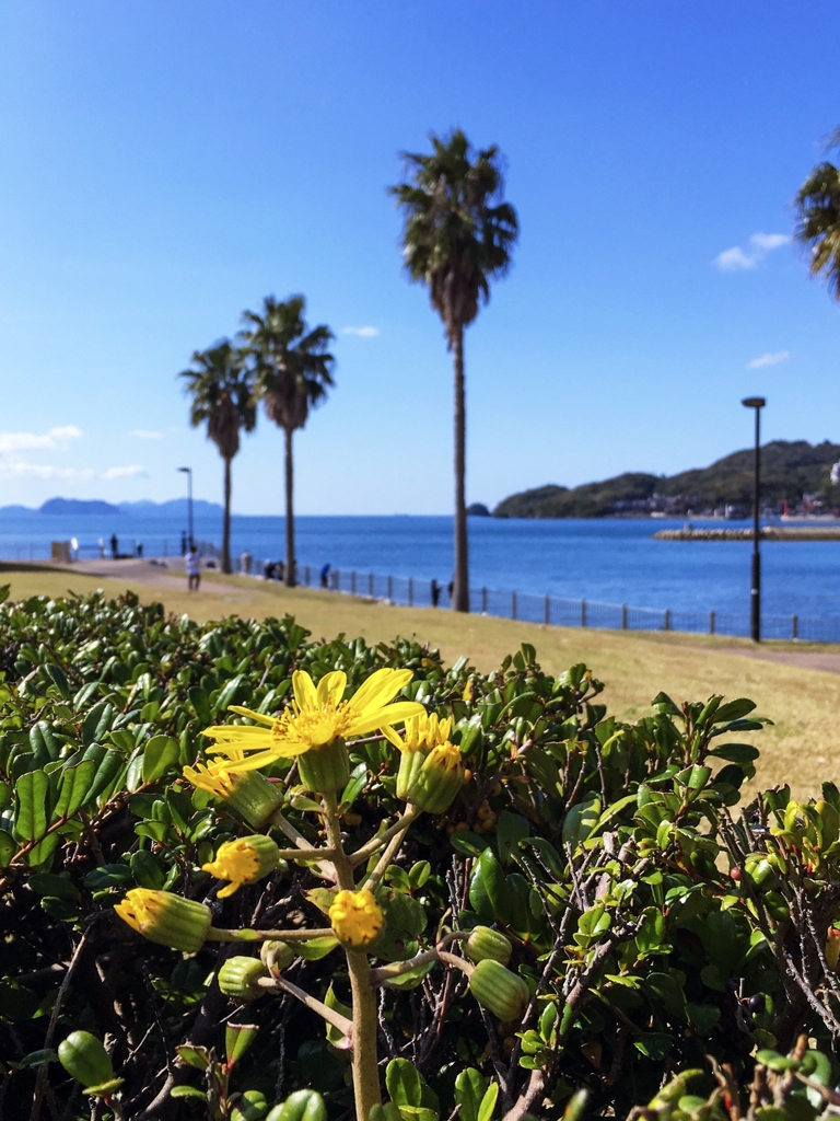 ここにもツワブキ