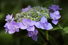 我が家のガクアジサイ