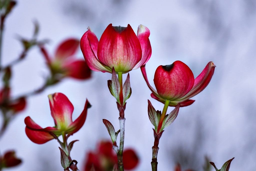 チューリップの様な・・・