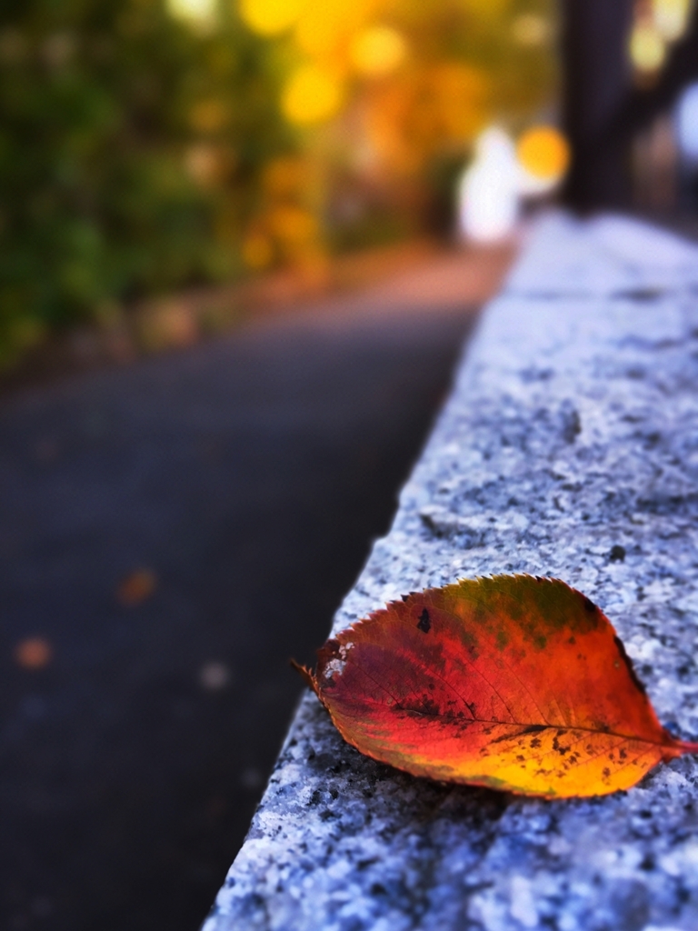 Fallen leave