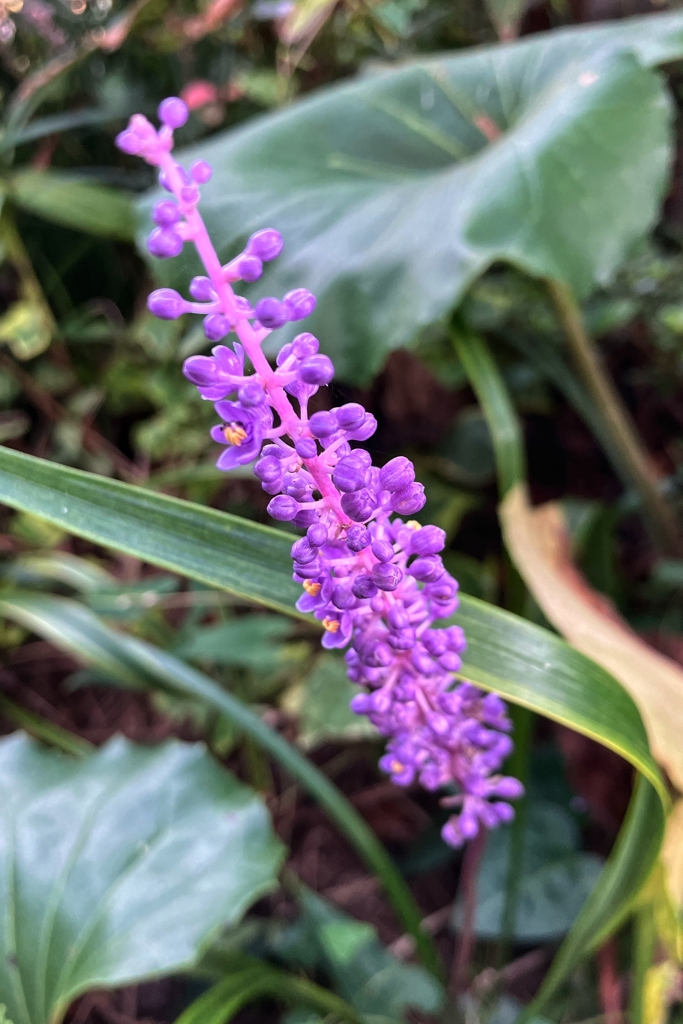 我が家のヤブラン