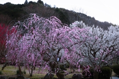 枝垂れも咲き始めました