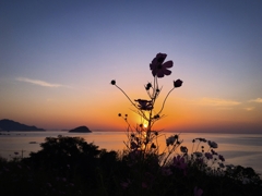 番外編：スマホの頑張り