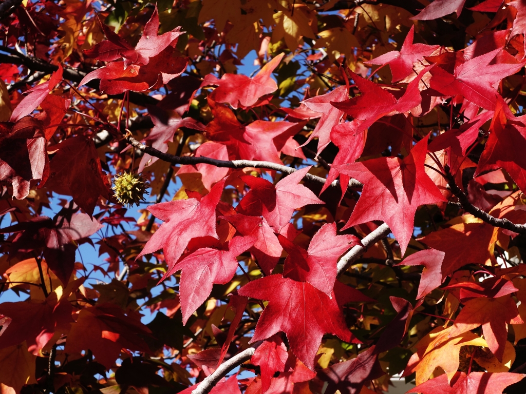 モミジバ楓の紅葉