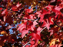 モミジバ楓の紅葉