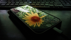 スマホの液晶に映るひまわり