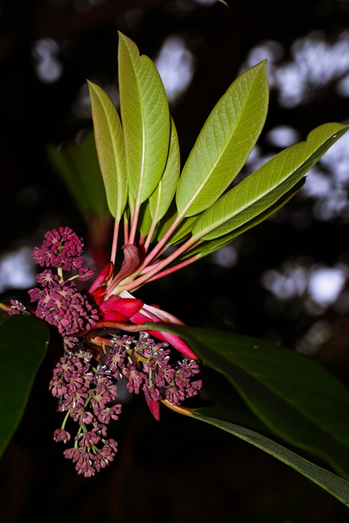 ユズリハの花芽