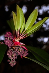 ユズリハの花芽