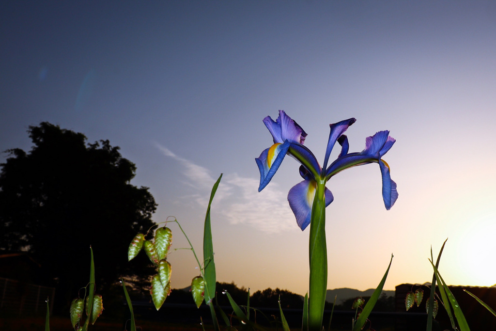 朝のアヤメ