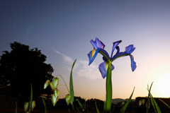 朝のアヤメ
