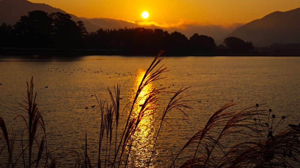 鴨の集団が羽を休めていました