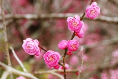 ピンクの梅は可愛いですね