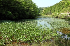 溜池のコオホネ