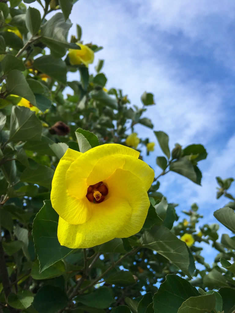 ハマボウ ver.2（スマホ編）