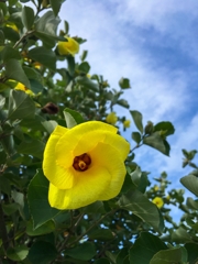 ハマボウ ver.2（スマホ編）