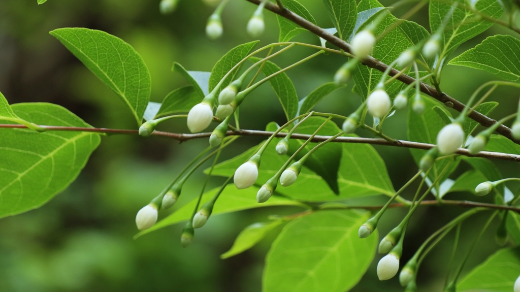 エゴノキの花芽