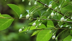 エゴノキの花芽