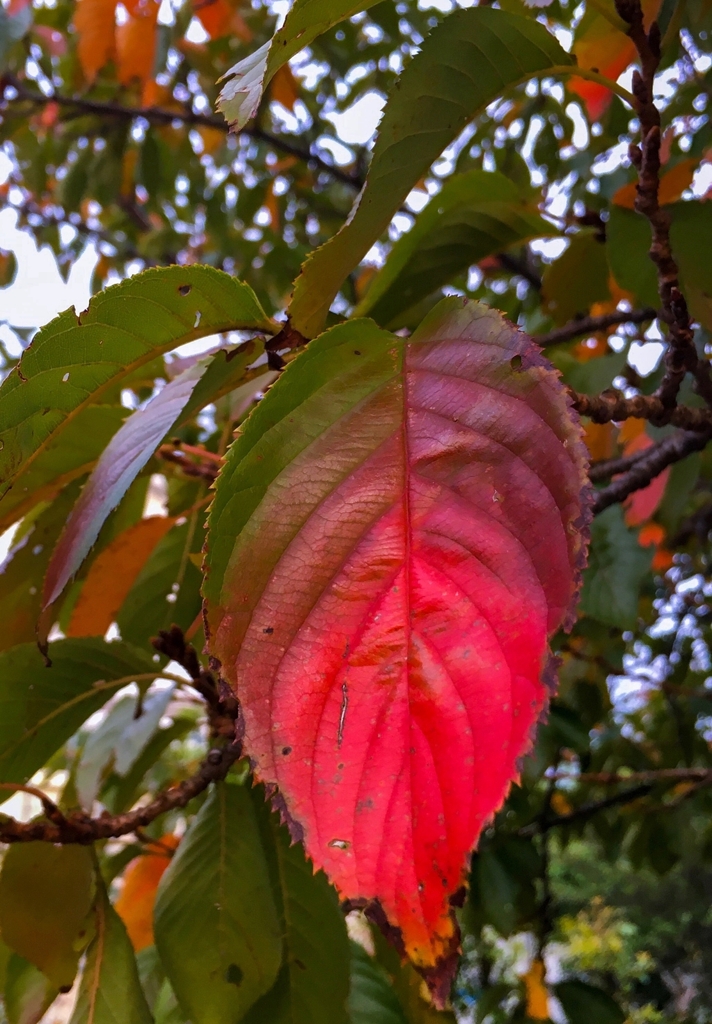 I can't wait for the fall foliage