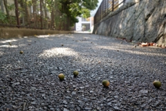 落ちる場所を間違えた連中