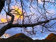 クリスマス・オーナメント？