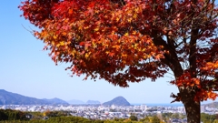 高台からの眺め