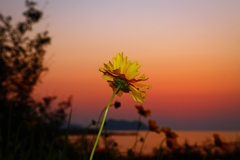 オオキンケイギク（大金鶏菊）の横顔