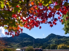 只今紅葉進行中