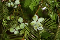 榧（カヤ）の実