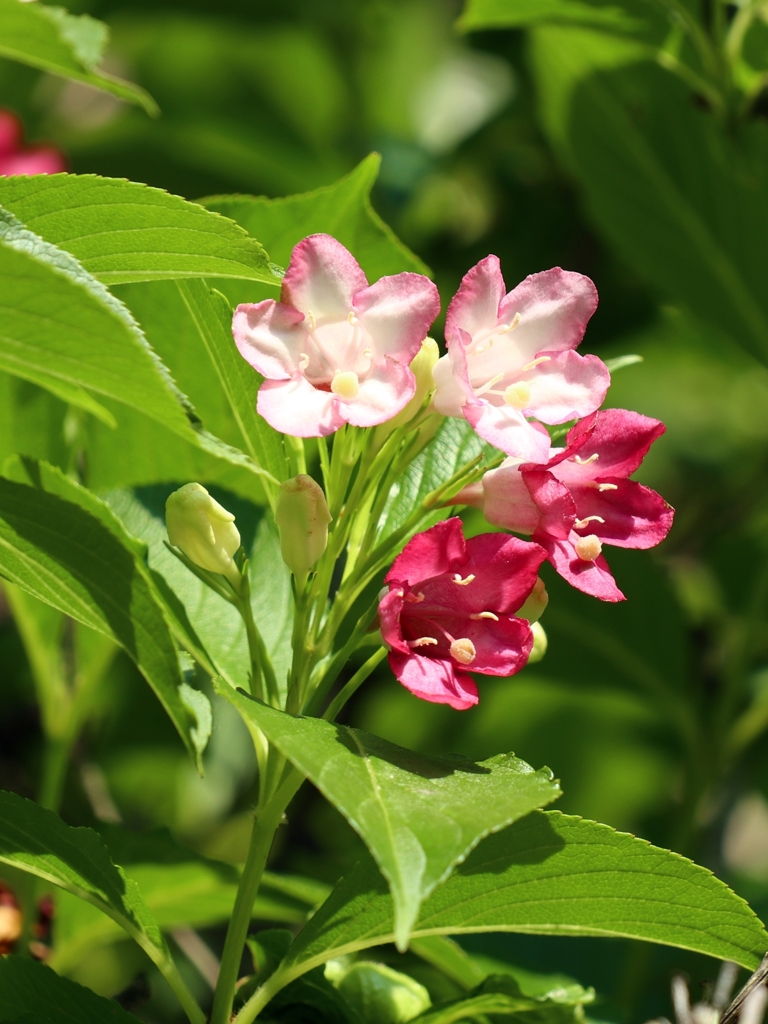 もう一つのウツギ