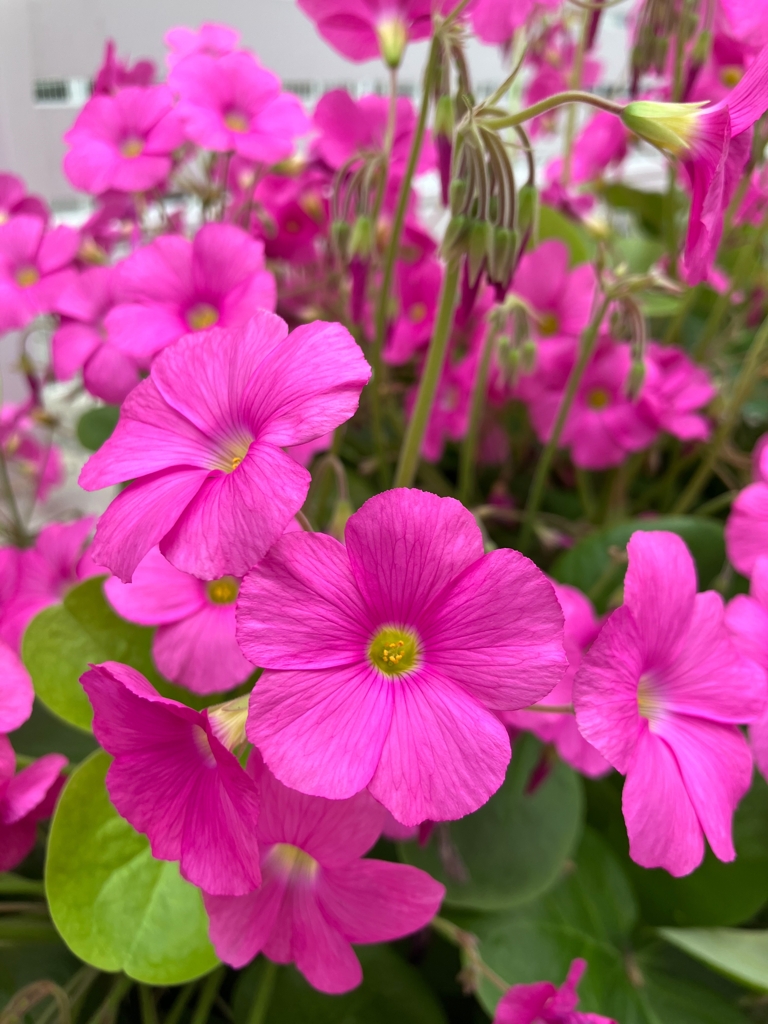 自宅のイモカタバミ