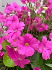 自宅のイモカタバミ