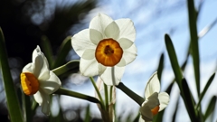 スタンダードな水仙