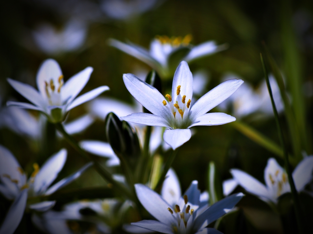 オオアマナ（大甘菜）