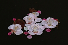 池に落ちた梅花