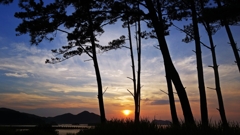 松林越しの夕陽